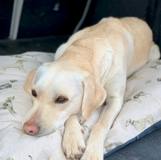 Walkies pet bed